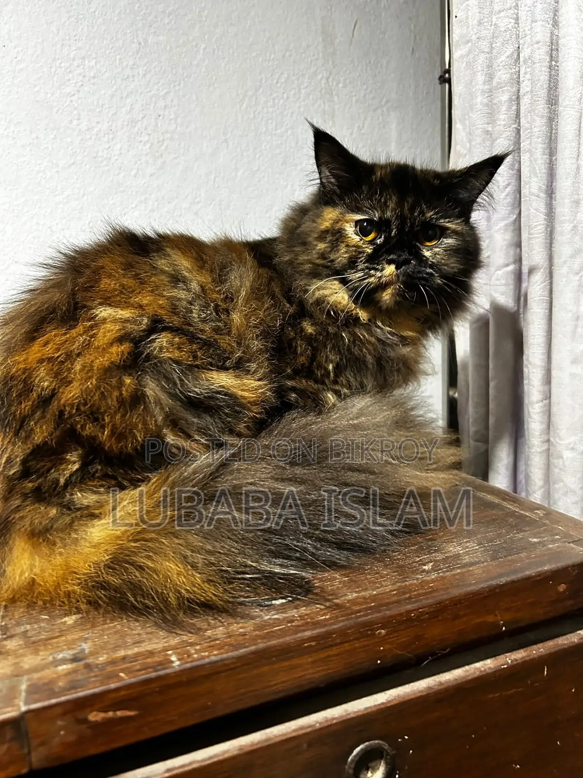 Female Purebred Persian Cat (6-12 Months)