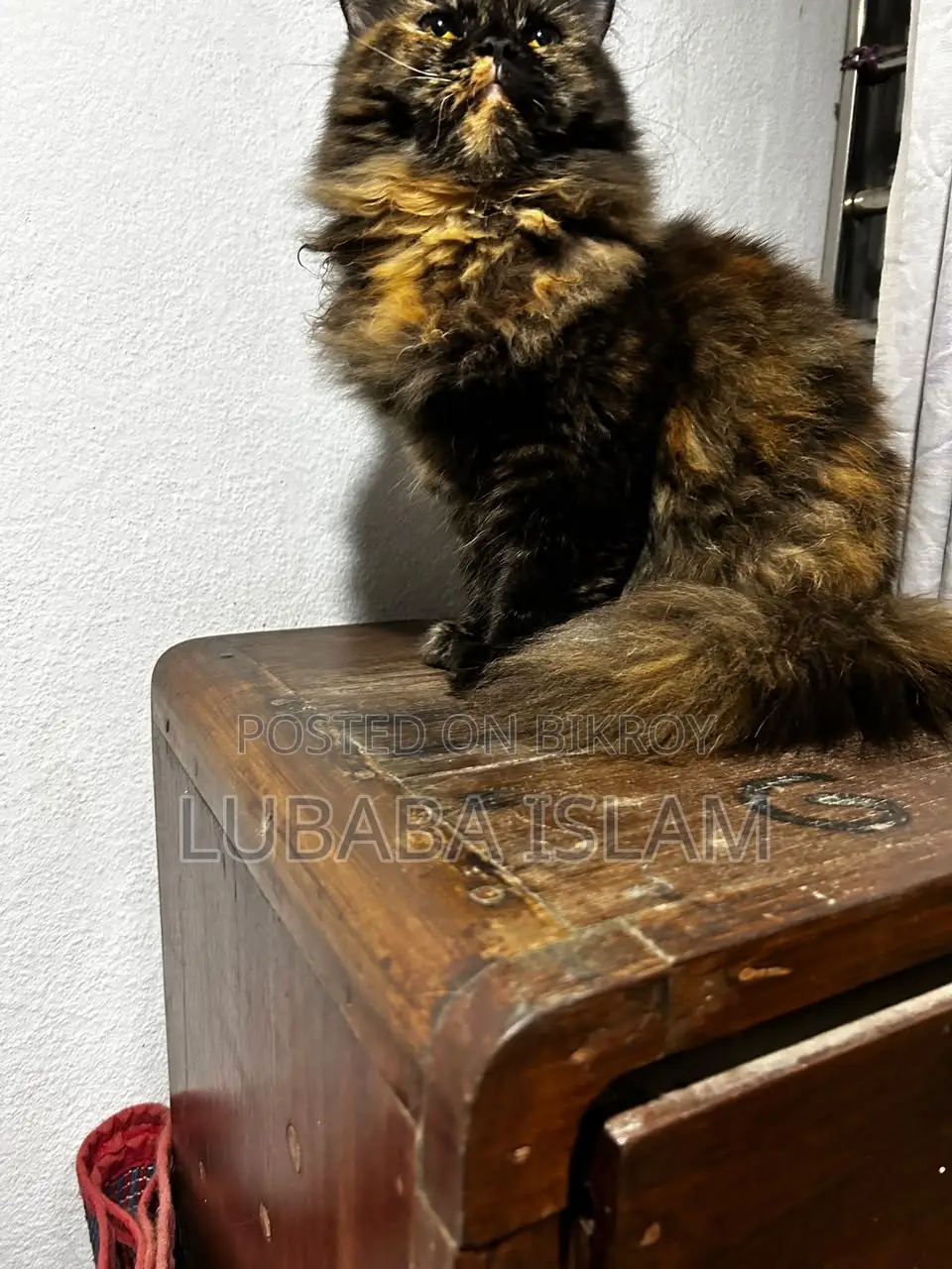 Female Purebred Persian Cat (6-12 Months)