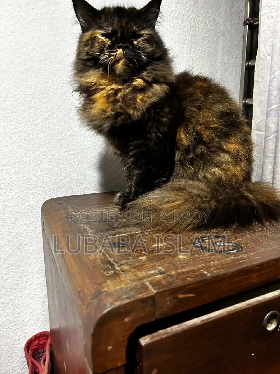 Female Purebred Persian Cat (6-12 Months)