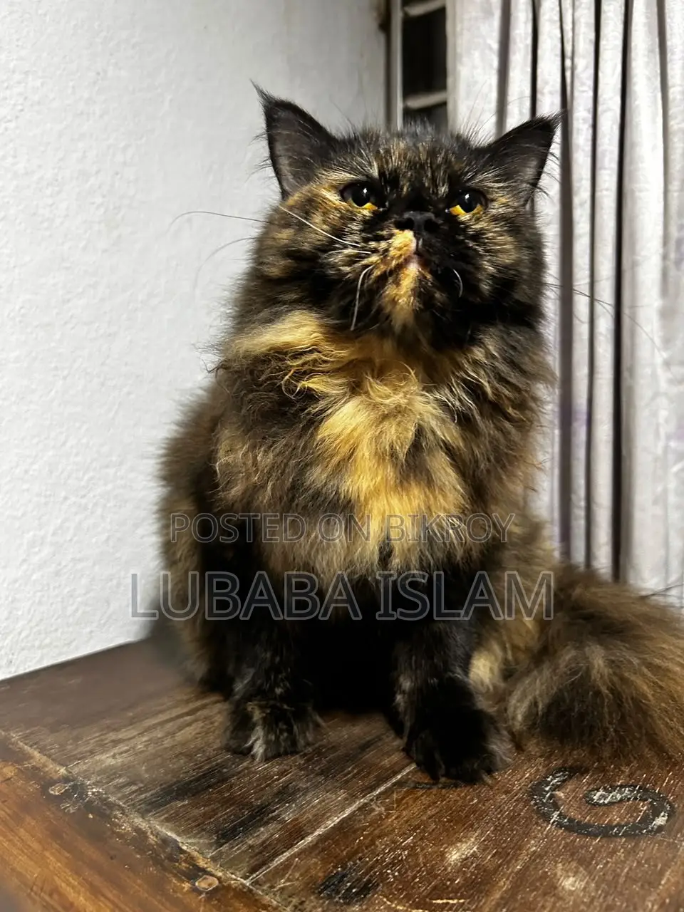 Female Purebred Persian Cat (6-12 Months)