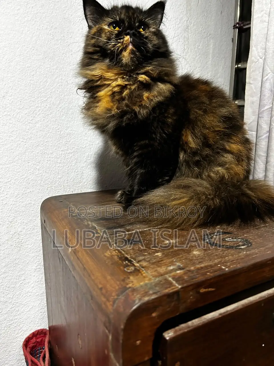 Female Purebred Persian Cat (6-12 Months)