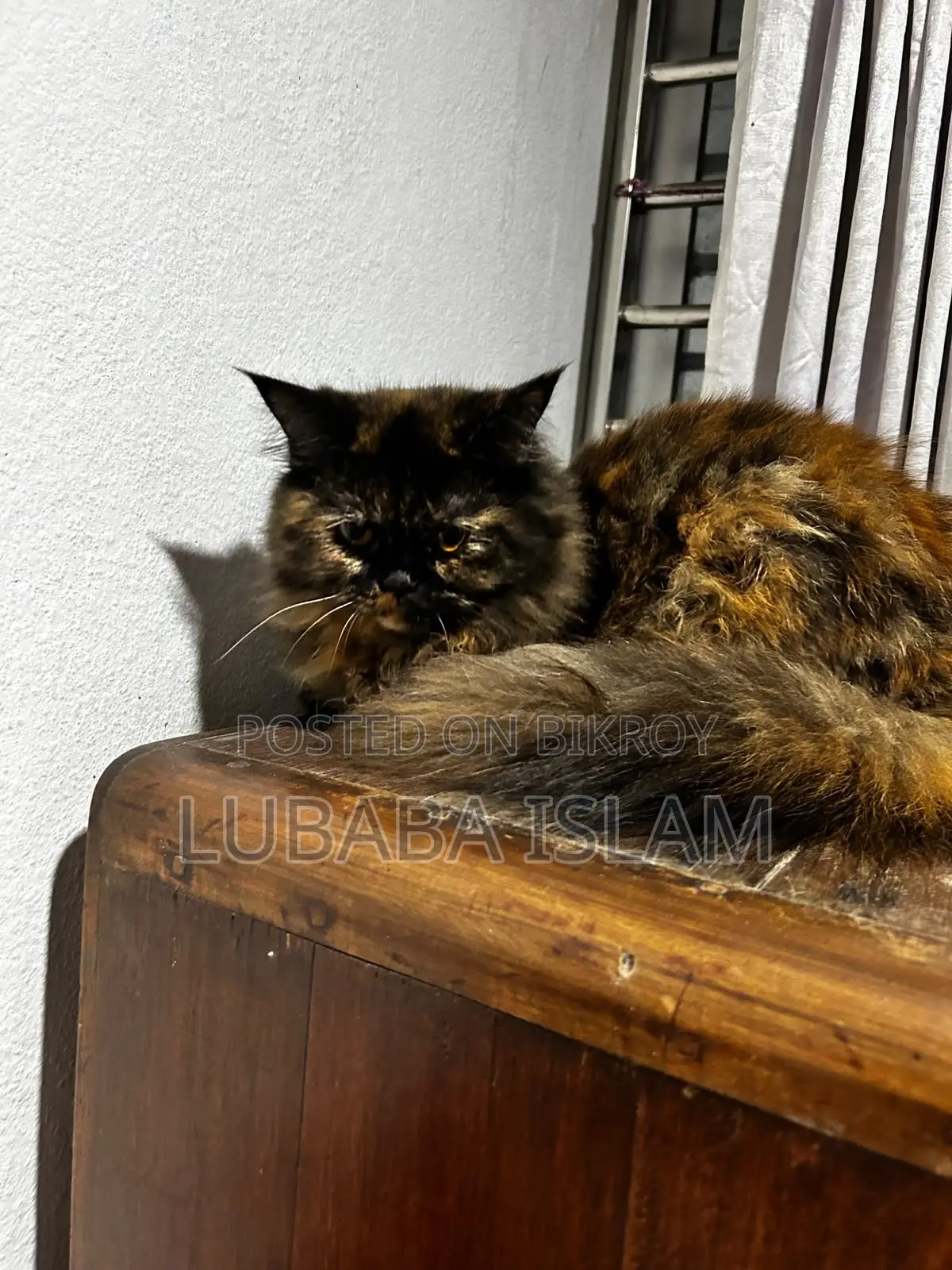 Female Purebred Persian Cat (6-12 Months)