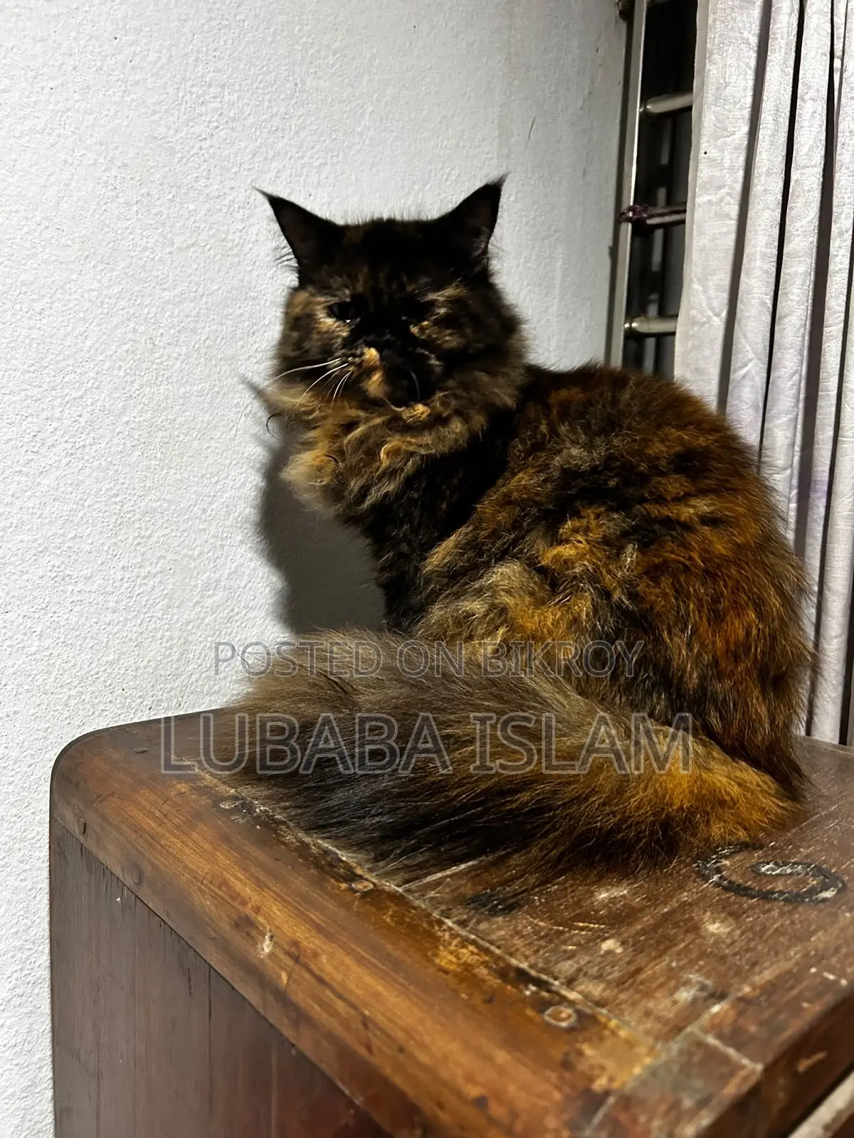 Female Purebred Persian Cat (6-12 Months)