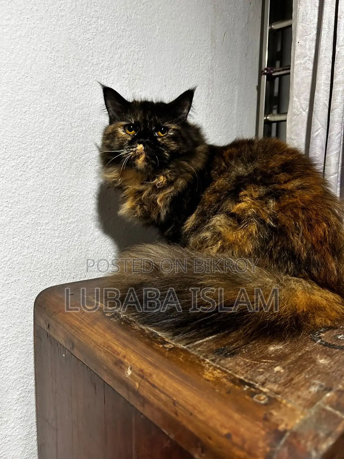 Female Purebred Persian Cat (6-12 Months)