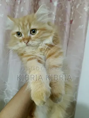 1-3 months Female Purebred Persian