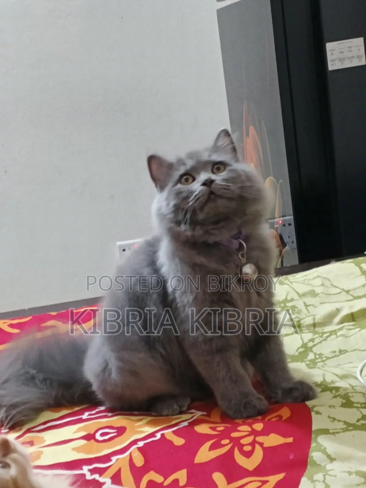 3-6 months Male Purebred Persian