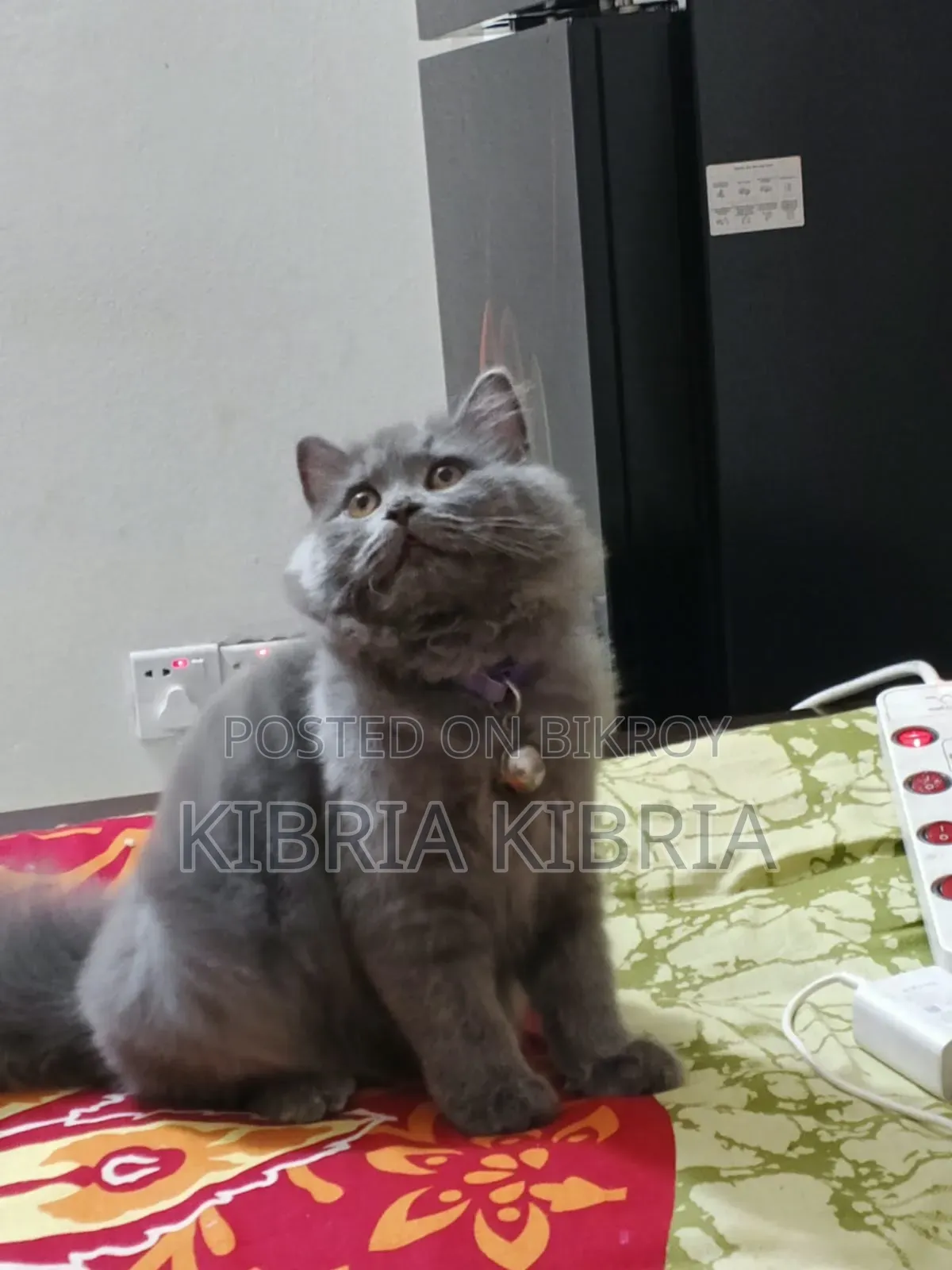 3-6 months Male Purebred Persian