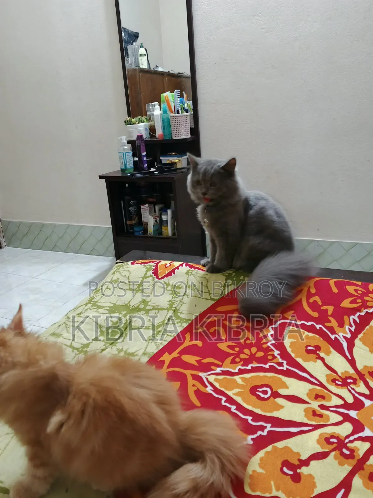 3-6 months Male Purebred Persian