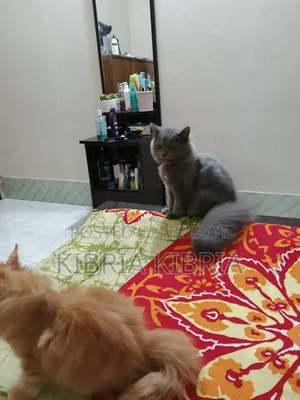 3-6 months Male Purebred Persian