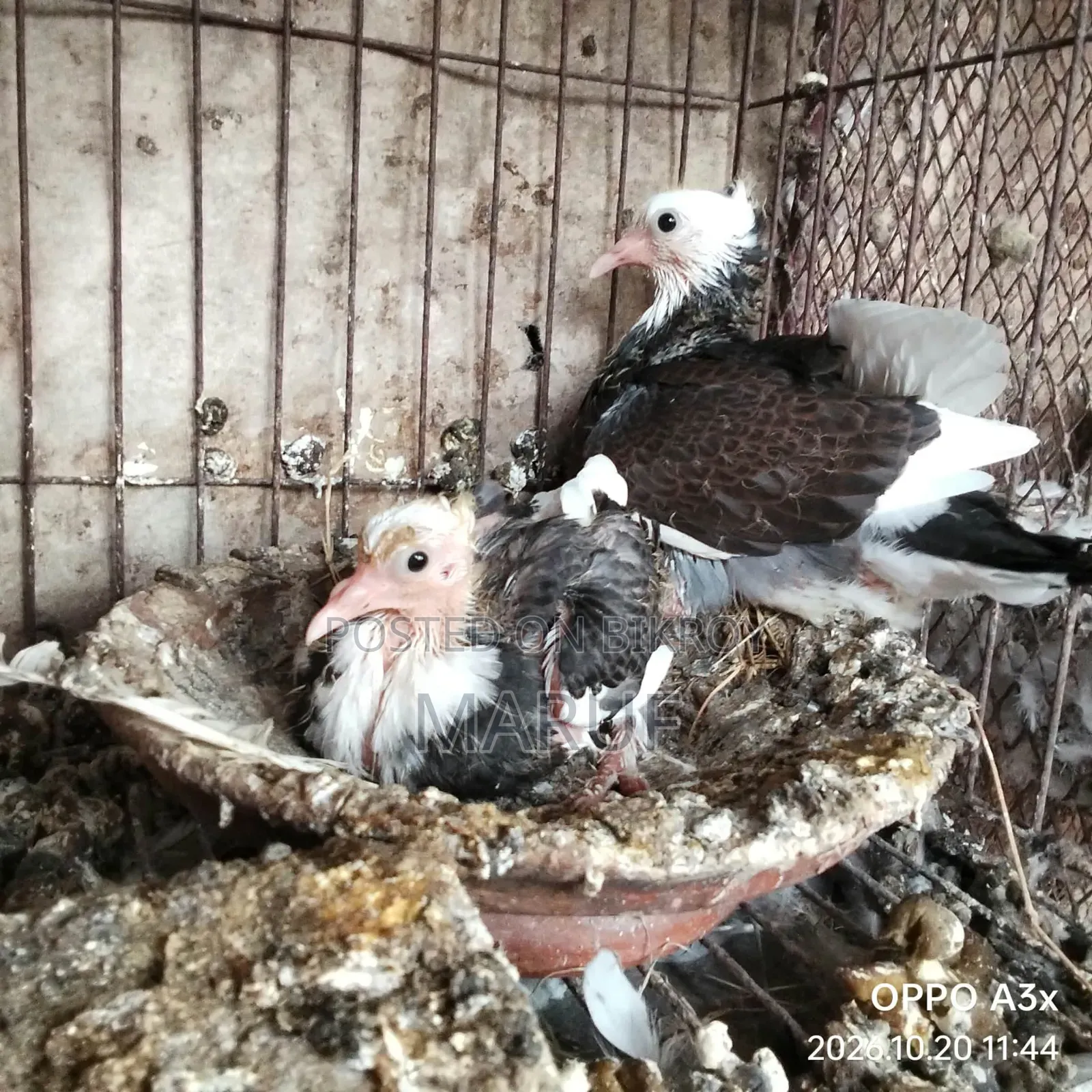 Pigeon Squabs