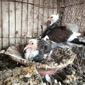 Pigeon Squabs