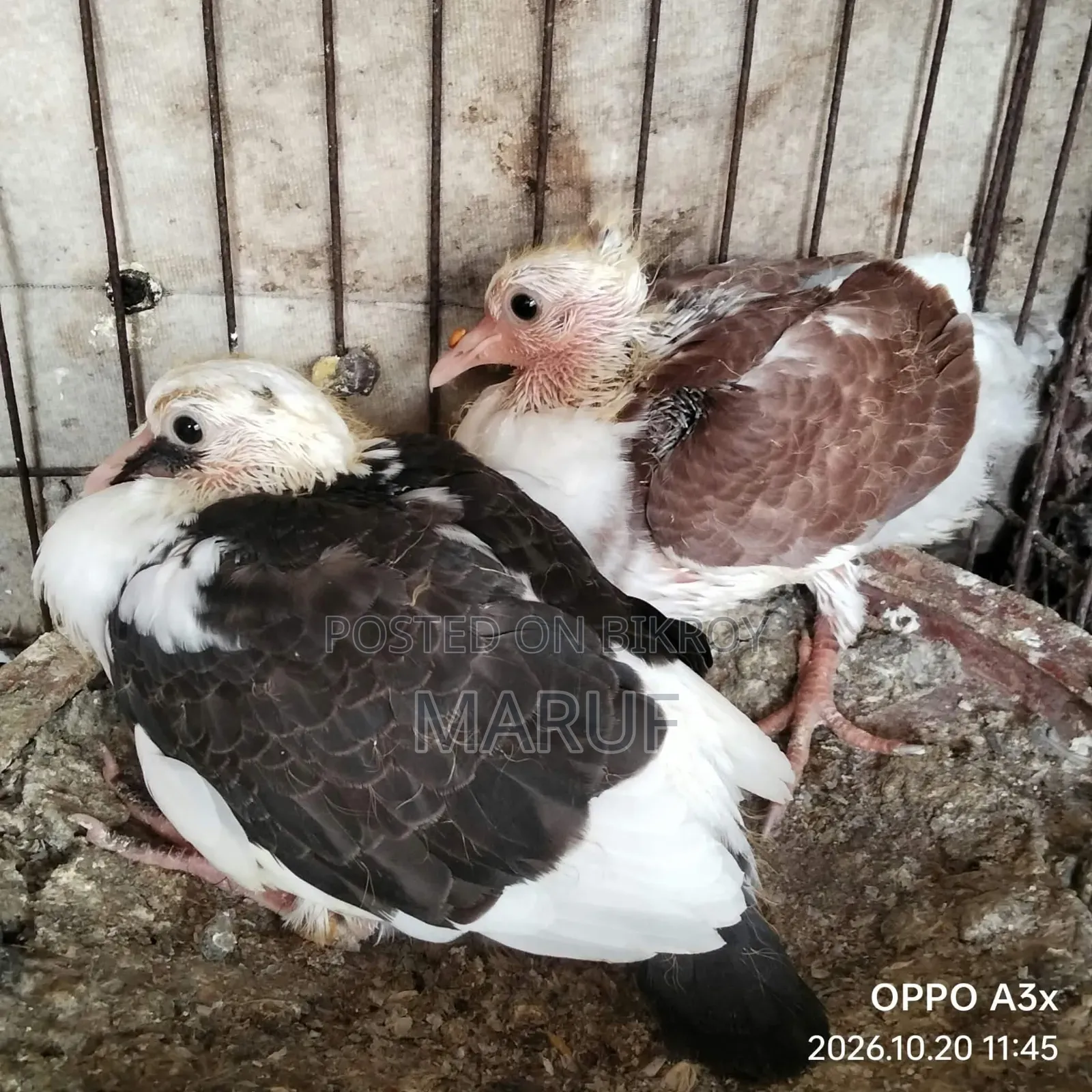 Pigeon Squabs