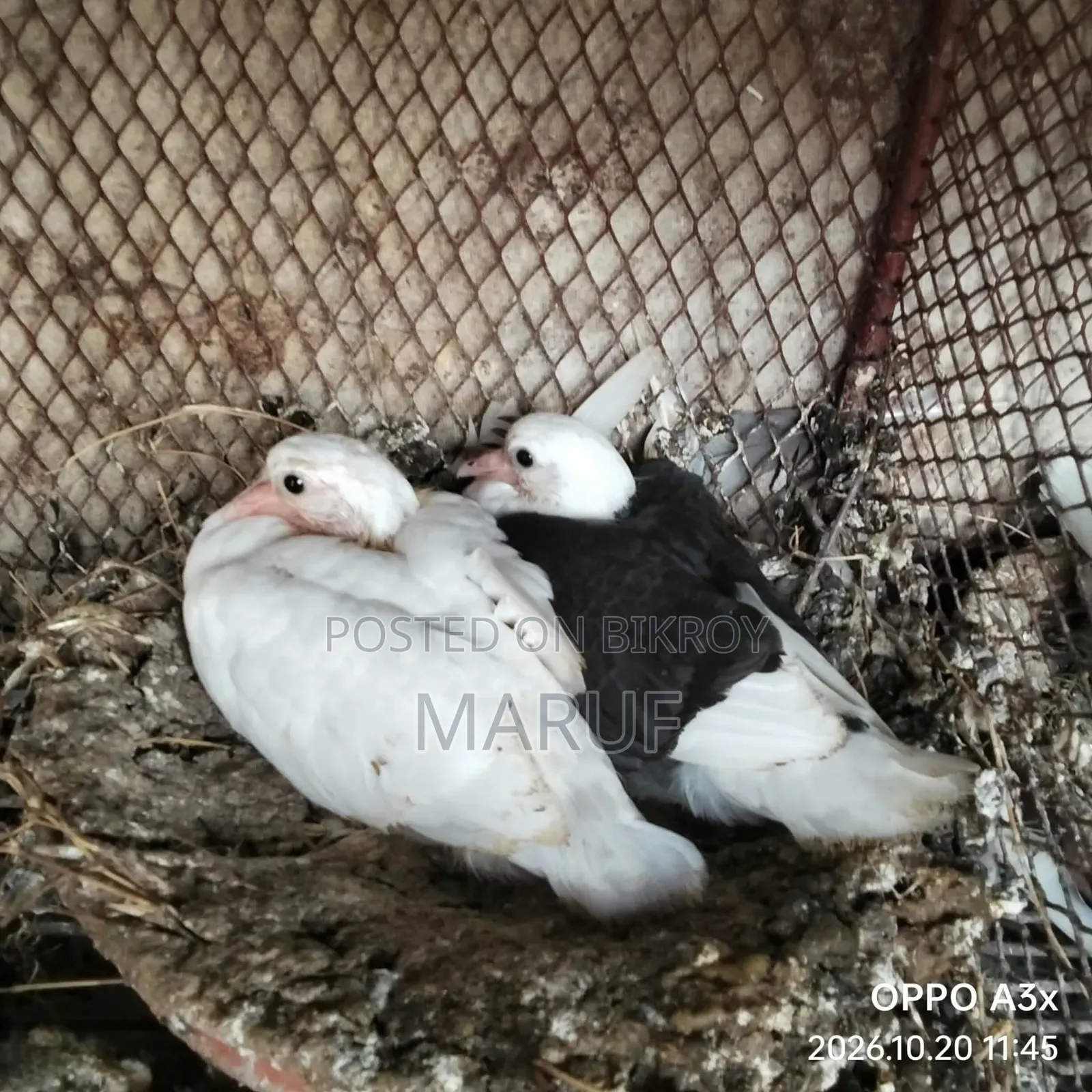 Pigeon Squabs
