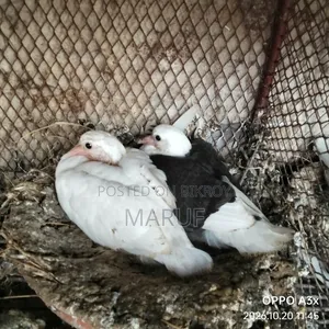 Pigeon Squabs