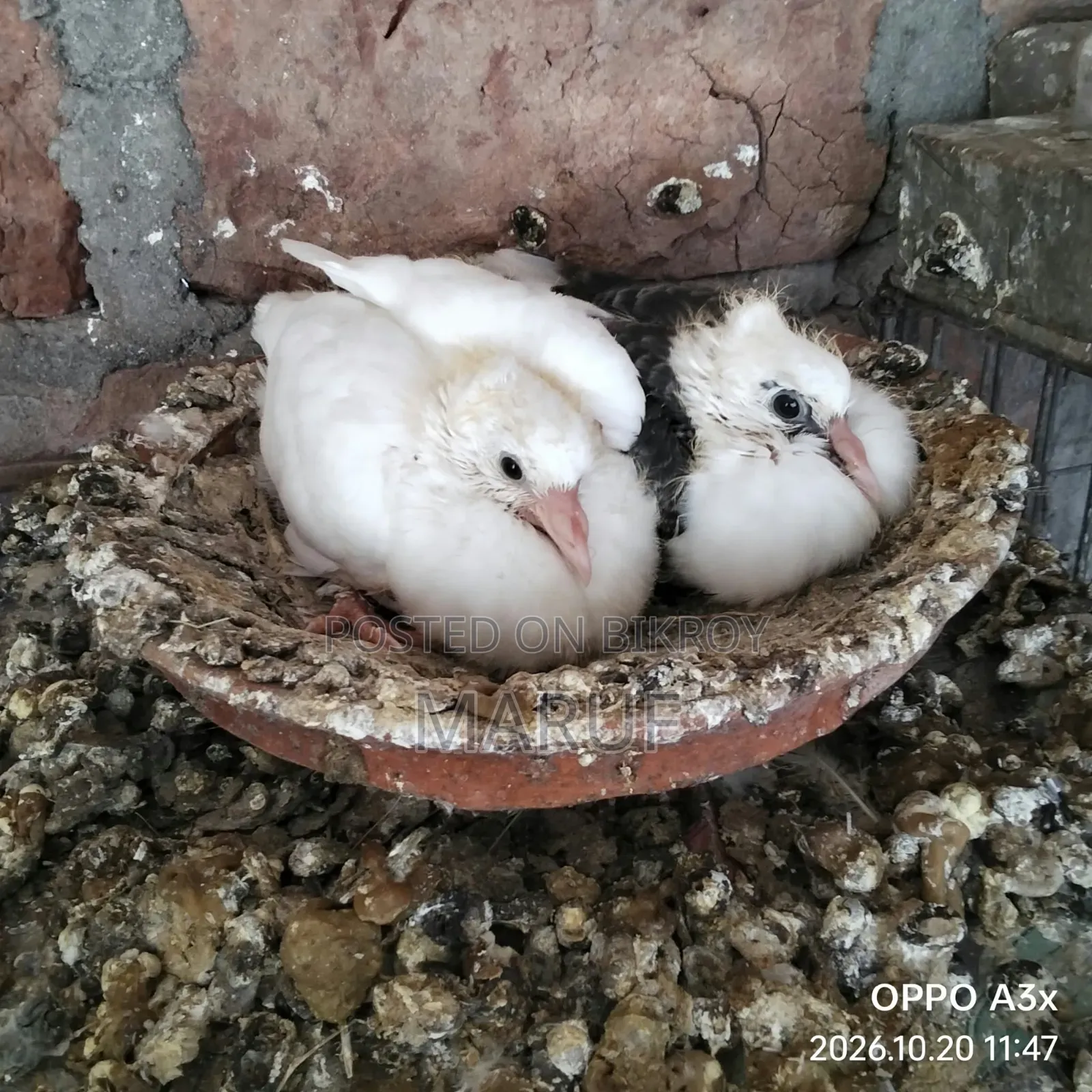 Pigeon Squabs