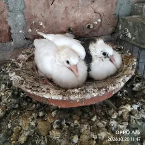 Pigeon Squabs