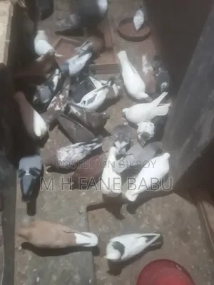 Pair of pigeons will be sold.