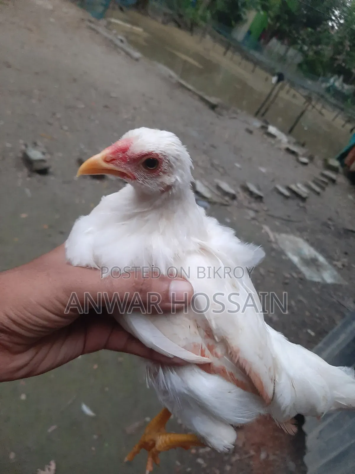 Yokohama Chicken