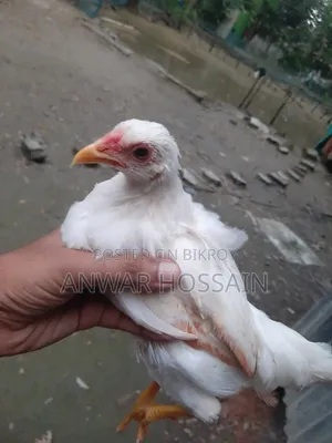 Yokohama Chicken