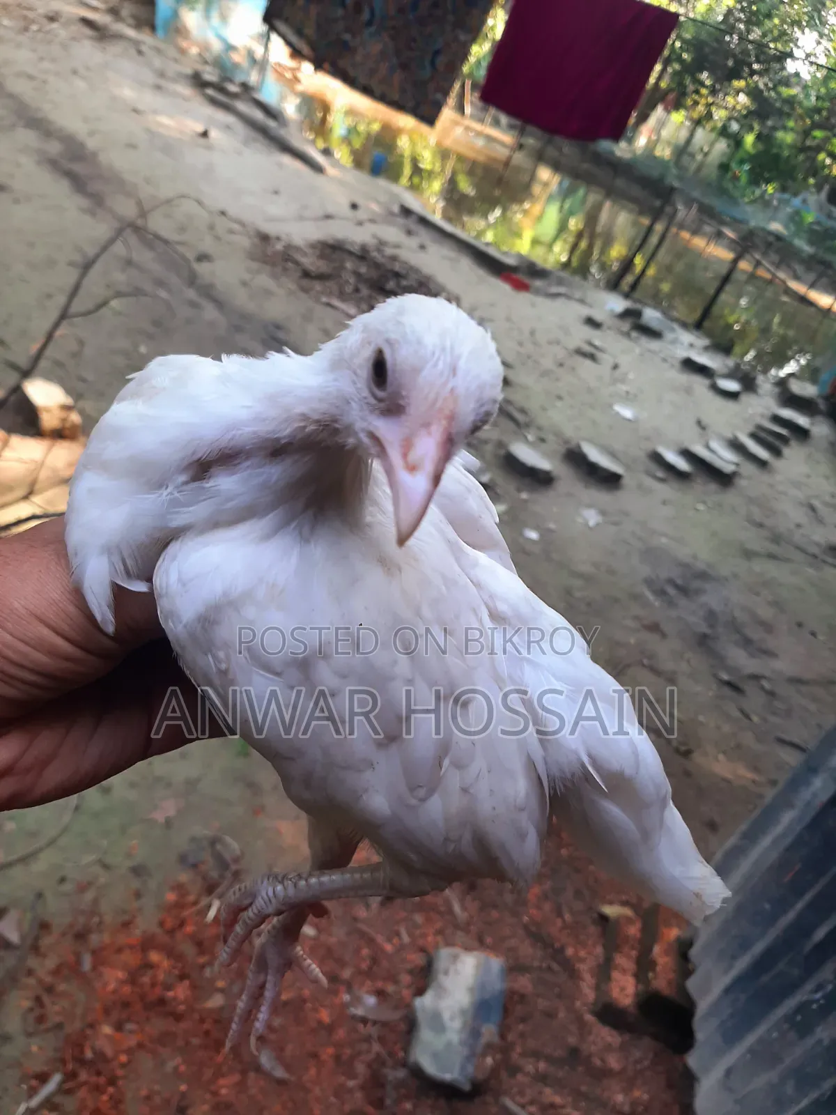Yokohama Chicken