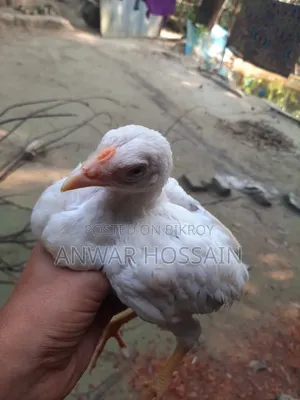 Yokohama Chicken