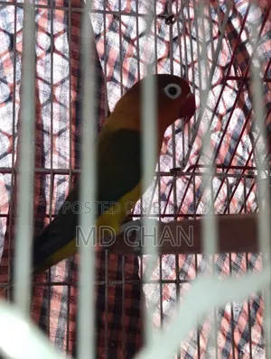 ফরপাস পাখি