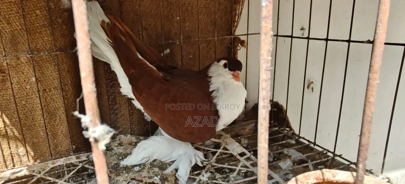Lahori Single Madi and Beauty Homa 6-7 Por Baby