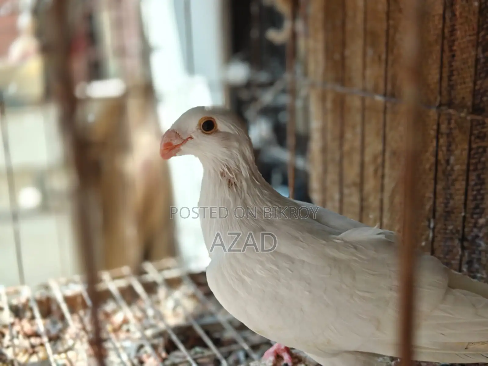 Lahori Single Madi and Beauty Homa 6-7 Por Baby