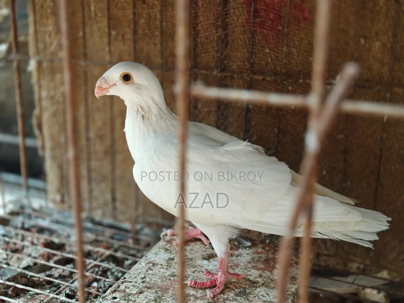 Lahori Single Madi and Beauty Homa 6-7 Por Baby