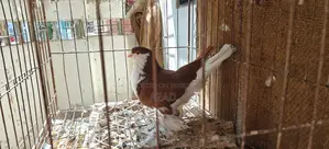 Lahori Single Madi and Beauty Homa 6-7 Por Baby