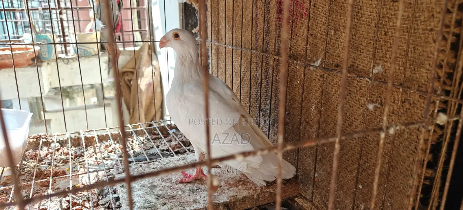 Lahori Single Madi and Beauty Homa 6-7 Por Baby