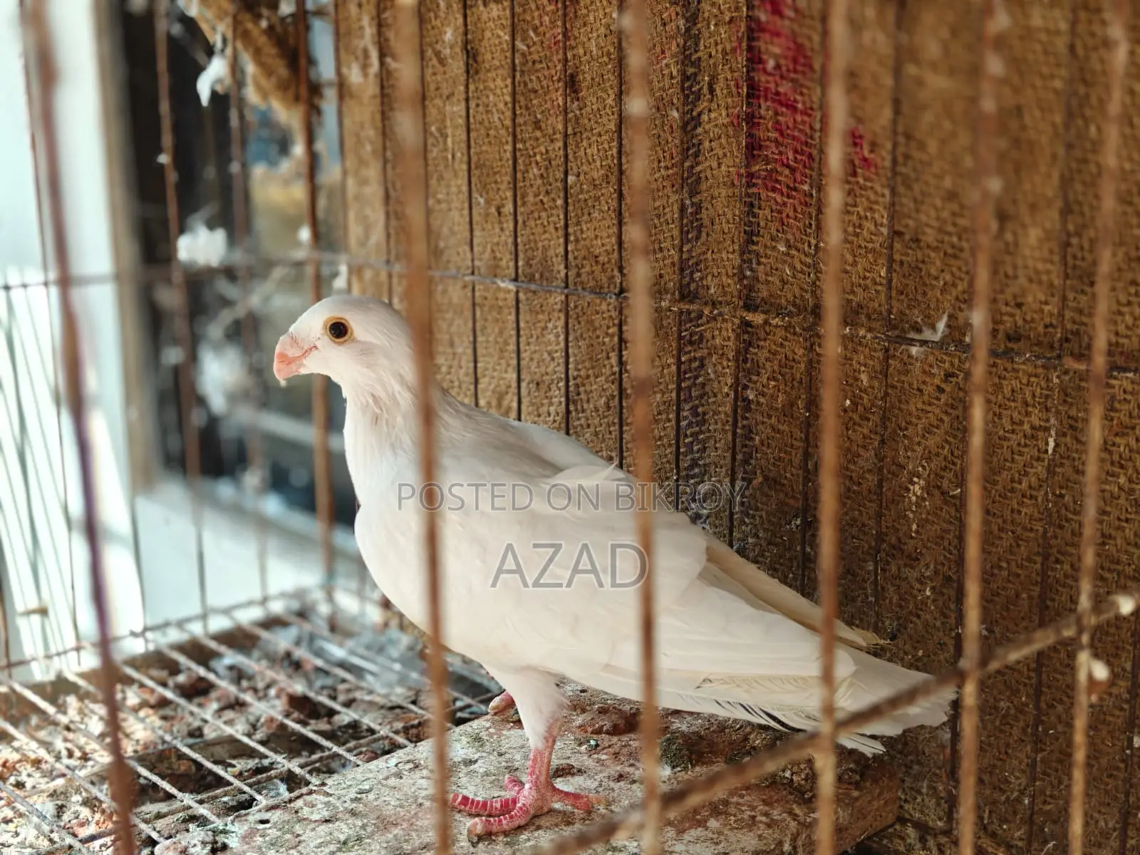 Lahori Single Madi and Beauty Homa 6-7 Por Baby