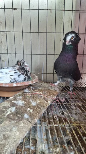 High Quality Bombay Pigeon.