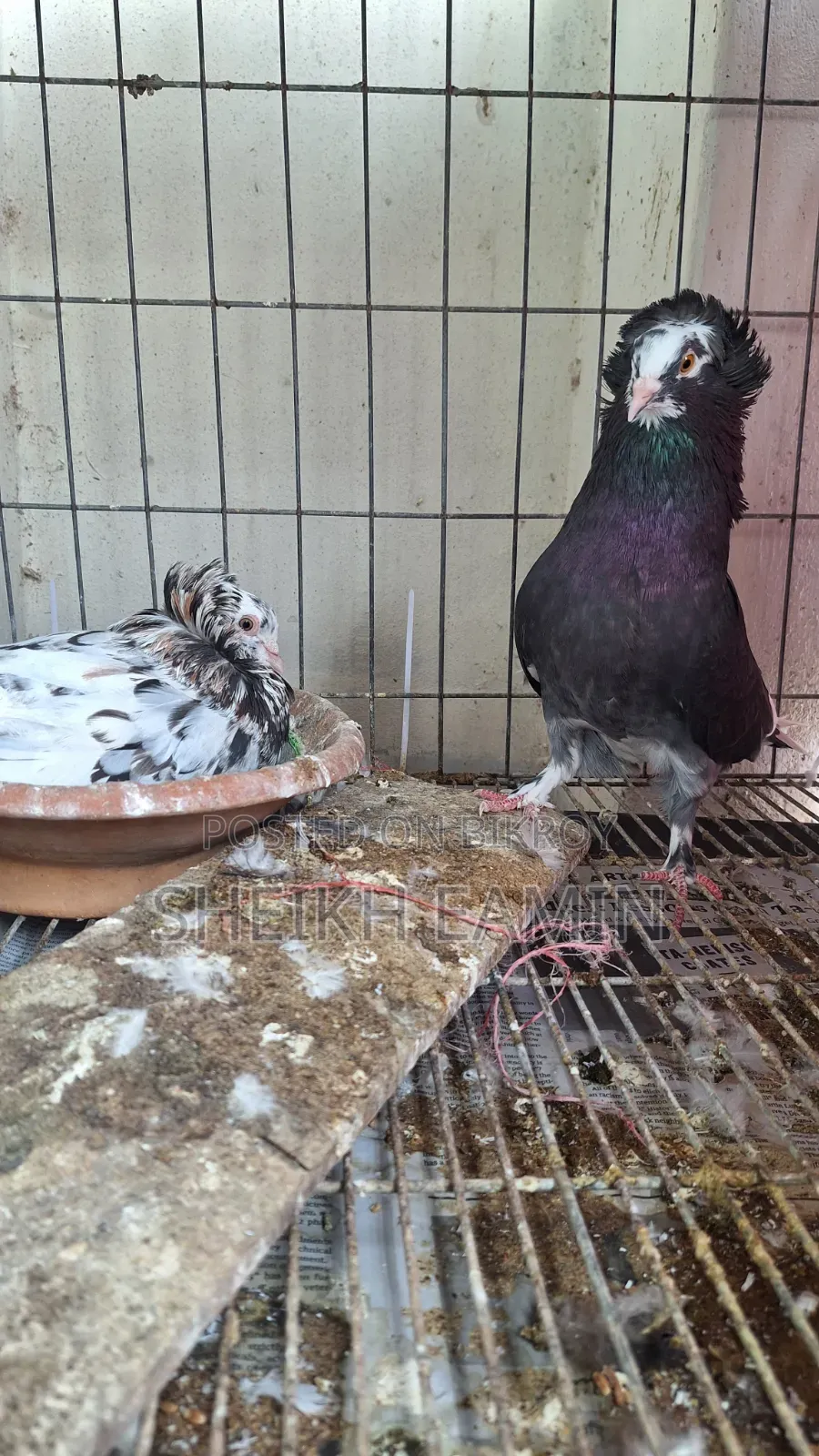 High Quality Bombay Pigeon.