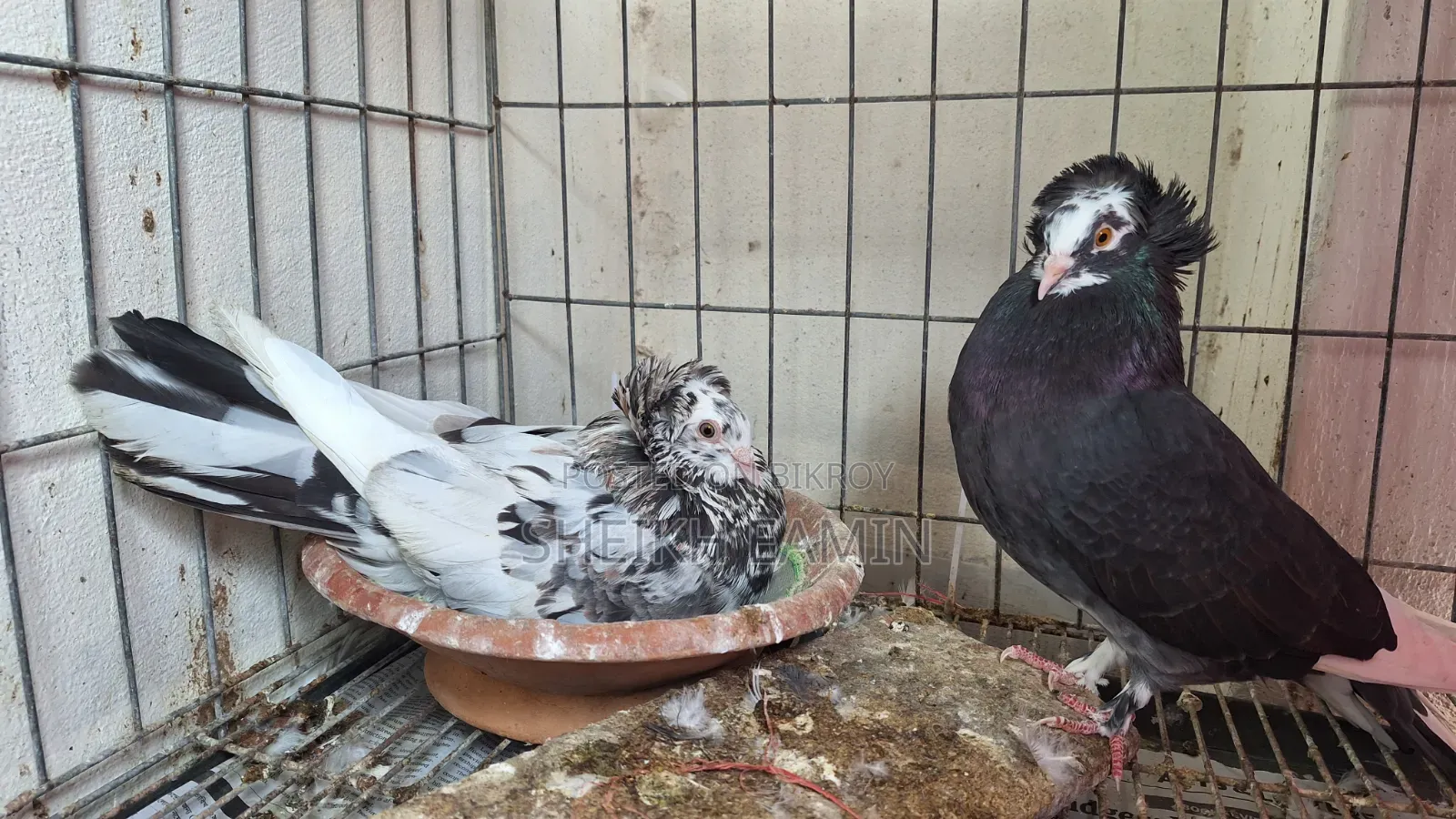 High Quality Bombay Pigeon.