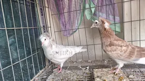 High Quality Bombay Pigeon.