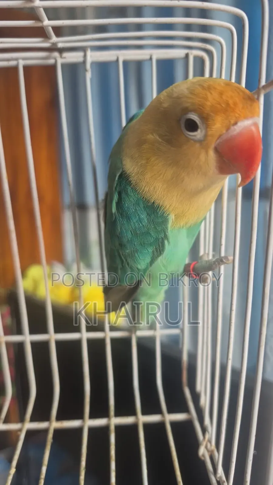 Lovebird Bird