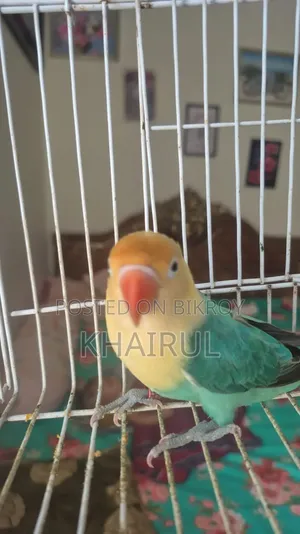 Lovebird Bird