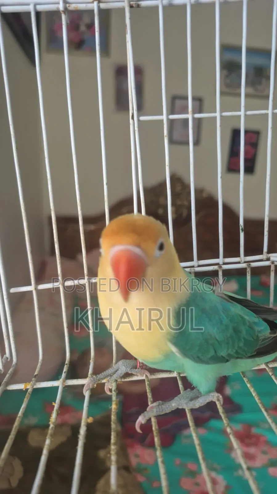 Lovebird Bird