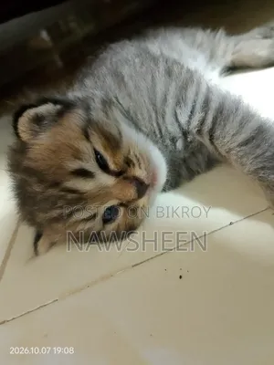 ১-৩ মাস বয়সী ফিমেল পিওরব্রেড পার্সিয়ান