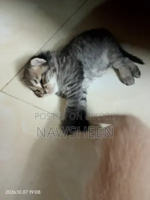 1-3 months Female Purebred Persian