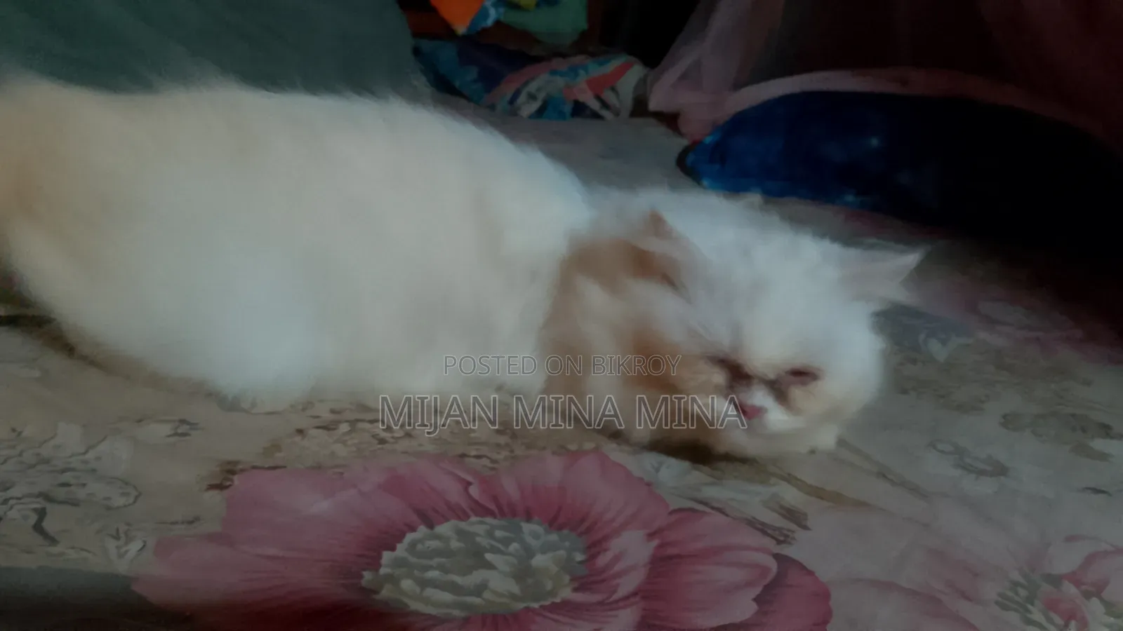 1-3 Months Female Purebred Persian