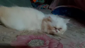 1-3 Months Female Purebred Persian