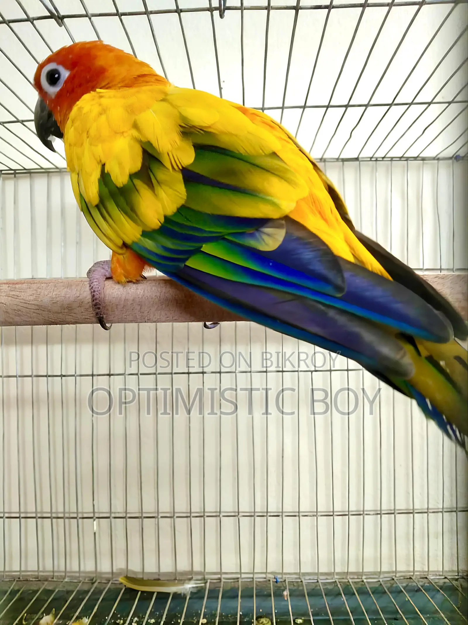 Sun Conure Parrot