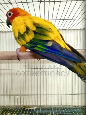 Sun Conure Parrot