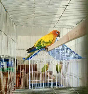 Sun Conure Parrot