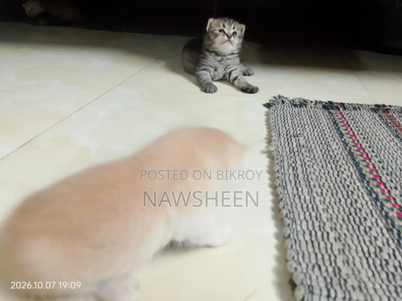 1-3 months Female Purebred Persian