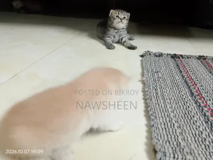 1-3 months Female Purebred Persian
