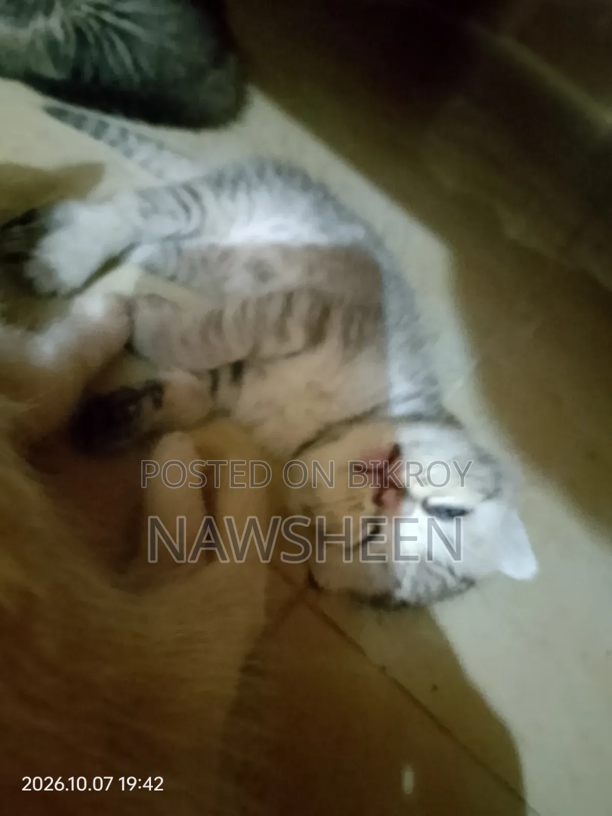 1-3 months Female Purebred Persian