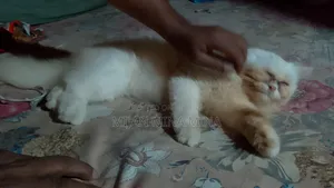 1-3 Months Female Purebred Persian